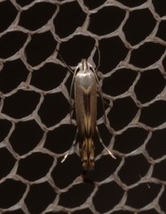 Thiotricha atractodes