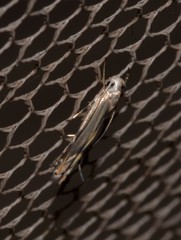 Thiotricha atractodes