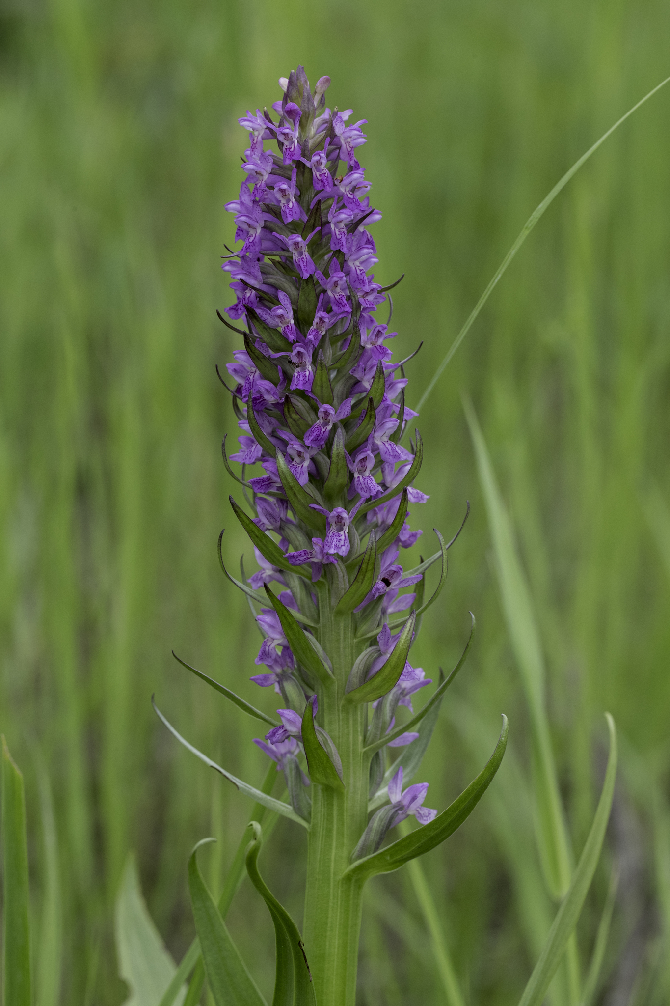 Dactylorhiza incarnata