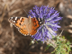 Vanessa cardui