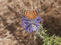 Vanessa cardui