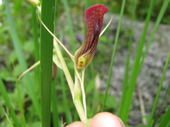 Cryptostylis ovata