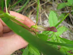 Cryptostylis ovata