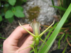 Cryptostylis ovata