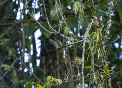 Aethopyga temminckii