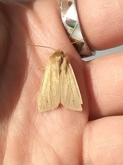 Mythimna oxygala