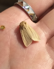 Mythimna oxygala
