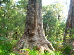 Eucalyptus jacksonii