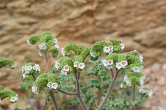 Phacelia lyonii