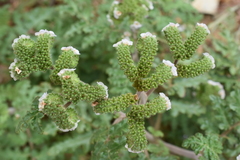 Phacelia lyonii