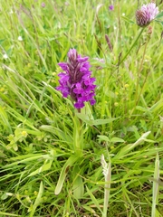 Dactylorhiza majalis