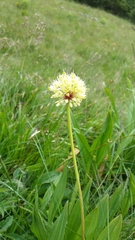 Allium victorialis