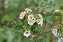 Phacelia lyonii