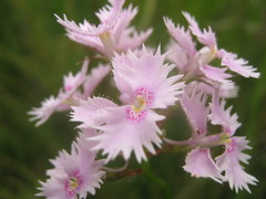 Stylidium laciniatum