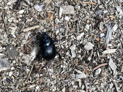 Anoplotrupes