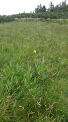 Allium victorialis