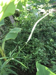 Veronicastrum virginicum