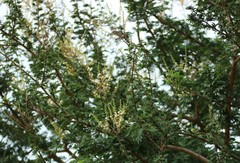 Vachellia leucophloea