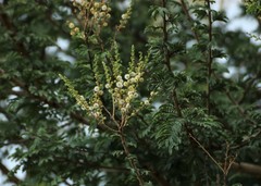 Vachellia leucophloea