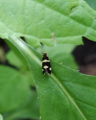 Lampronia capitella