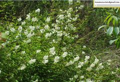 Philadelphus pekinensis