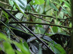 Microcerculus marginatus