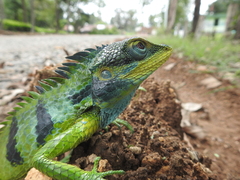 Calotes grandisquamis