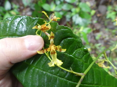Oncidium hapalotyle