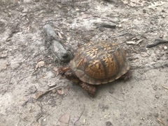Terrapene carolina carolina