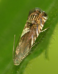 Grapholita fana