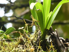 Maxillaria amplifoliata