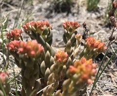 Sedum lanceolatum lanceolatum