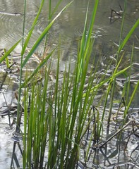 Carex lacustris
