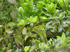 Zimmerius albigularis