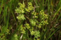 Alchemilla micans