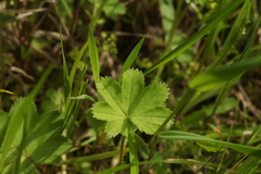 Alchemilla micans