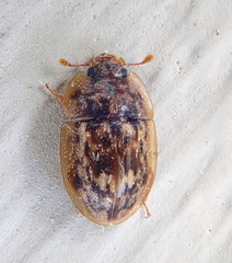 Lobiopa undulata