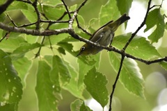 Zosterops japonicus