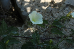 Convolvulus scammonia
