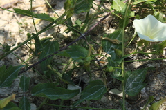 Convolvulus scammonia