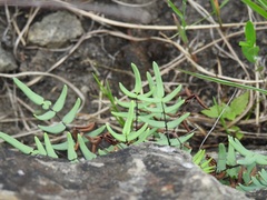 Pellaea glabella
