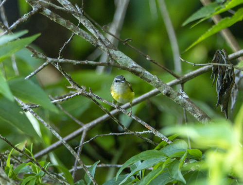 Subspecies Abroscopus superciliaris vordermani · iNaturalist