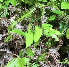 Leptogomphus sauteri formosanus
