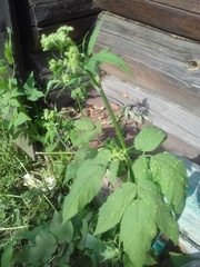 Aegopodium podagraria