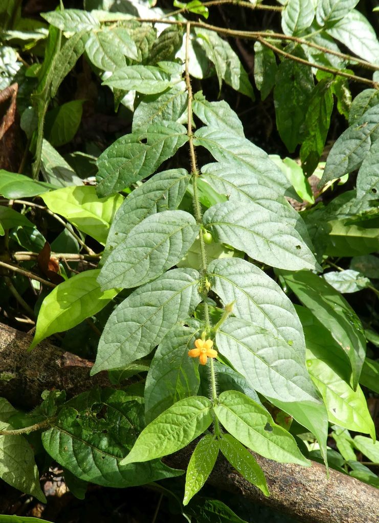Hutchinsonia