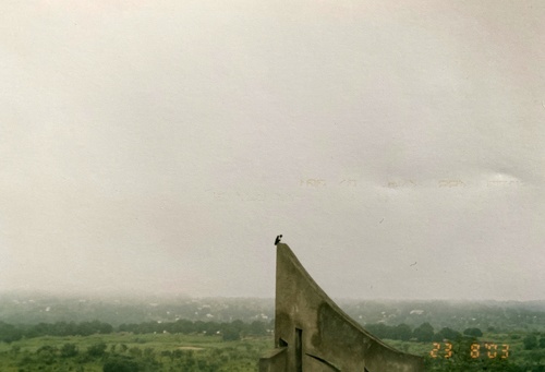 Pied Crow