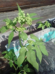 Aegopodium podagraria