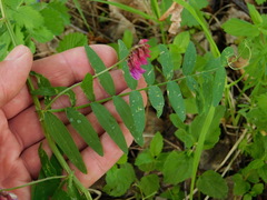 Vicia megalotropis