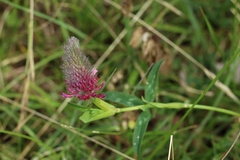 Trifolium rubens