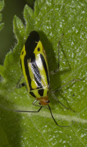 Poecilocapsus lineatus